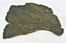 Load image into Gallery viewer, Large detailed crinoid fossil head (100 mm)
