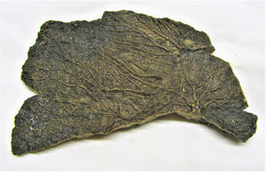 Large detailed crinoid fossil head (100 mm)