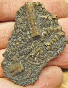 Pentacrinites crinoid head (49 mm)