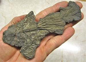 Complete pyrite crinoid (150 mm)