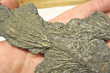 Load image into Gallery viewer, Complete pyrite crinoid (150 mm)
