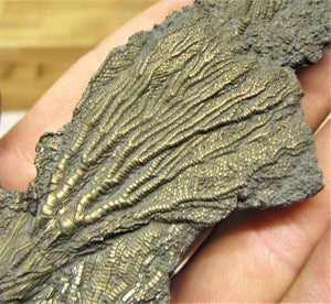 Complete pyrite crinoid (150 mm)