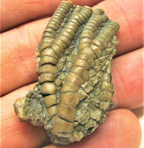 Detailed crinoid fossil head (40 mm)
