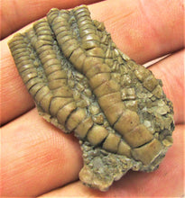 Load image into Gallery viewer, Detailed crinoid fossil head (40 mm)
