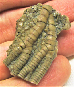 Detailed crinoid fossil head (40 mm)