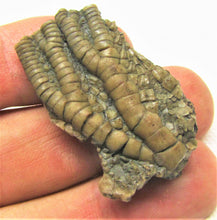 Load image into Gallery viewer, Detailed crinoid fossil head (40 mm)
