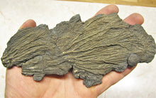 Load image into Gallery viewer, Large double pyrite crinoid (175 mm)
