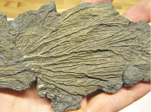 Load image into Gallery viewer, Large double pyrite crinoid (175 mm)
