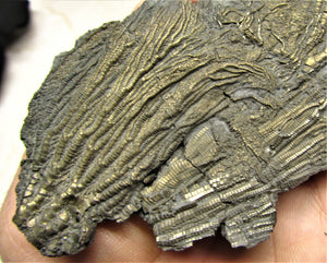 Large double pyrite crinoid (175 mm)