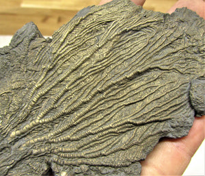 Large double pyrite crinoid (175 mm)