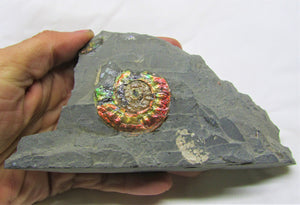 Rainbow iridescent Psiloceras ammonite display piece