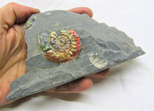 Load image into Gallery viewer, Rainbow iridescent Psiloceras ammonite display piece
