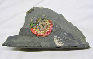 Rainbow iridescent Psiloceras ammonite display piece