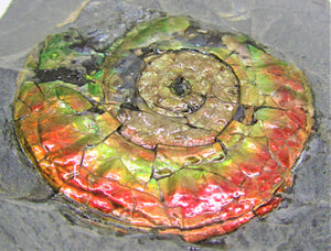 Rainbow iridescent Psiloceras ammonite display piece