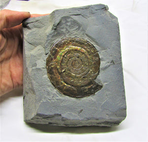 Large iridescent Psiloceras ammonite display piece