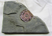 Load image into Gallery viewer, Large iridescent Psiloceras ammonite display piece
