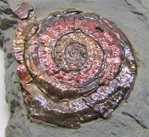 Large iridescent Psiloceras ammonite display piece