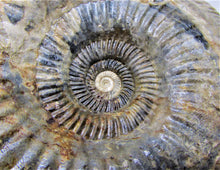 Load image into Gallery viewer, Large &lt;em&gt;Parkinsonia dorsetensis&lt;/em&gt; ammonite display fossil
