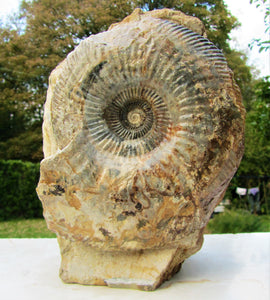 Large <em>Parkinsonia dorsetensis</em> ammonite display fossil