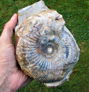 Large <em>Parkinsonia dorsetensis</em> ammonite display fossil