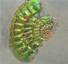Load image into Gallery viewer, Green iridescent Caloceras display ammonite
