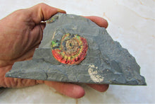 Load image into Gallery viewer, Rainbow iridescent Psiloceras ammonite display piece

