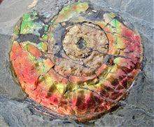 Load image into Gallery viewer, Rainbow iridescent Psiloceras ammonite display piece
