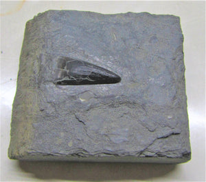 Jurassic ichthyosaur tooth from Lyme Regis