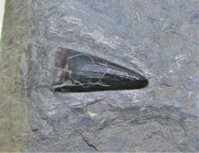 Load image into Gallery viewer, Jurassic ichthyosaur tooth from Lyme Regis
