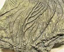 Load image into Gallery viewer, Large golden pyrite crinoid head (155 mm) &lt;em&gt;Pentacrinites&lt;/em&gt;
