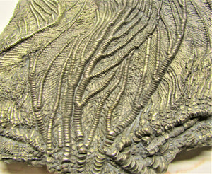 Large golden pyrite crinoid head (155 mm) <em>Pentacrinites</em>