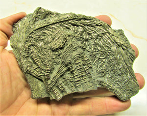 Large 3D golden pyrite crinoid (140 mm) <em>Pentacrinites</em>