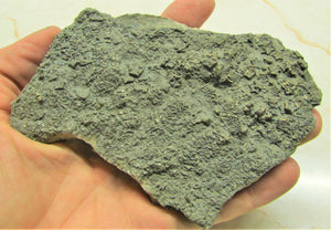 Large 3D golden pyrite crinoid (140 mm) <em>Pentacrinites</em>