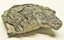 Load image into Gallery viewer, Large 3D golden pyrite crinoid (140 mm) &lt;em&gt;Pentacrinites&lt;/em&gt;

