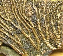 Load image into Gallery viewer, Rare crinoid fossil head (118 mm) &lt;em&gt;Pentacrinites dorecki&lt;/em&gt;
