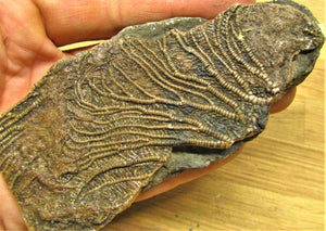 Rare crinoid fossil head (118 mm) <em>Pentacrinites dorecki</em>