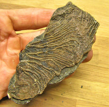 Load image into Gallery viewer, Rare crinoid fossil head (118 mm) &lt;em&gt;Pentacrinites dorecki&lt;/em&gt;
