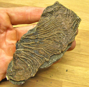 Rare crinoid fossil head (118 mm) <em>Pentacrinites dorecki</em>