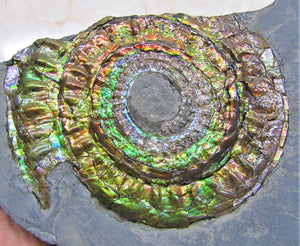 Stunning rainbow green iridescent Caloceras ammonite