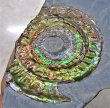Load image into Gallery viewer, Stunning rainbow green iridescent Caloceras ammonite
