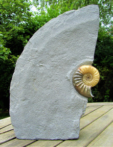 Large <em>Asteroceras obtusum</em> display ammonite