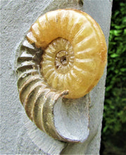 Load image into Gallery viewer, Large &lt;em&gt;Asteroceras obtusum&lt;/em&gt; display ammonite
