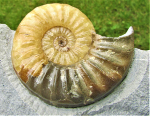 Large <em>Asteroceras obtusum</em> display ammonite