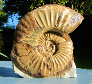 Large <em>Asteroceras stellare</em> display ammonite