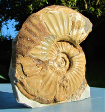 Load image into Gallery viewer, Large &lt;em&gt;Asteroceras stellare&lt;/em&gt; display ammonite

