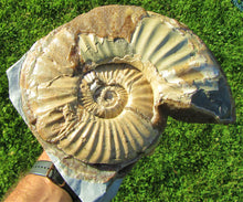 Load image into Gallery viewer, Large &lt;em&gt;Asteroceras stellare&lt;/em&gt; display ammonite
