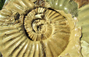 Large <em>Asteroceras stellare</em> display ammonite