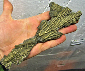 Complete pyrite crinoid (193 mm)
