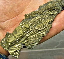 Load image into Gallery viewer, Complete pyrite crinoid (193 mm)
