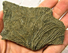 Load image into Gallery viewer, Crinoid fossil head (98 mm)
